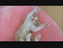 赤ちゃん猫「起こさなにゃいでよ～・・・」