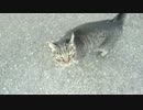 ネコが会社の入り口をブロック