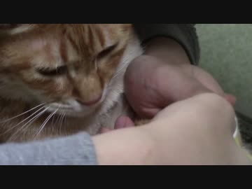 拾いねこ＠生後1386/1353日目　今月の爪切り。