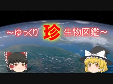 ～ゆっくり　珍　生物図鑑～　新・第31回
