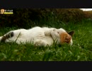 ゴロゴロ三毛猫