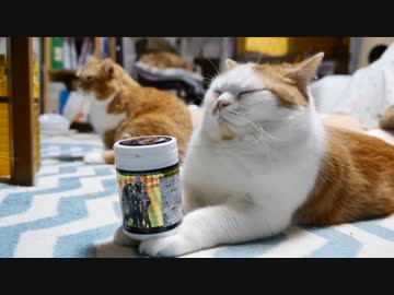 【マンチカンズ】のせ猫ルナ坊