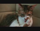自分らから寄って来ておいてどんどん機嫌を悪くするねこ達