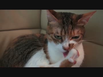 自分らから寄って来ておいてどんどん機嫌を悪くするねこ達