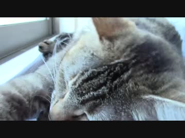 拾いねこ＠生後1387/1354日目　つきもないと。