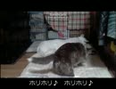 ＴＨＥ　犬ときどきワンコ　～ＯＹＡＢＵＮ～　６