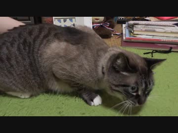 エッ！ジャンくんに妹を？　また保護された