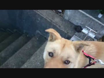 子犬の散歩風景 帰り道(担当：うｐ主)