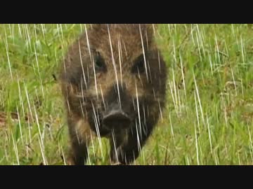 【二周年記念動画】思わず動物に会いたくなる作業用BGM集