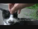 猫の道、それぞれの岐路