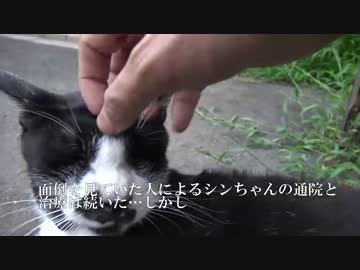 猫の道、それぞれの岐路