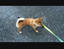 猫こわいワン