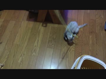 僕たちフェレットPonta and Chappie