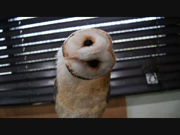 メンフクロウさん