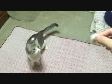 【完全にわんこ】正確無比なとってこいをするニャンコ界の新生