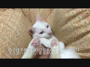 甘ったれ保護猫、甘えの猫団子を披露する