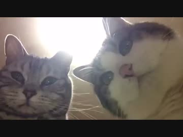 床視点 お刺身タイム