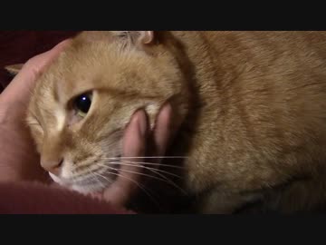 拾いねこ＠生後1389/1356日目　今後についてはおいおい決めていきましょう