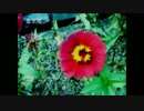 【ぱやちの】　蜃気楼　【NNI】