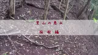 里山の恵み 採取編【旬を味わう】2016.4.17