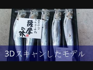 ウルメイワシ丸干しトレイ　鰯のぼり