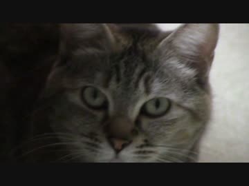 拾いねこ＠生後1390/1357日目　続けますねー。