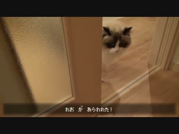 レオとしじみの新生活 Vol.23 　妹猫のお転婆に振り回される兄猫