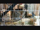 【デグーのくるみ】飛び起きて、回し車を回して露骨にアピールする