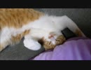 ソファの上で爆睡中zzz　もはや軟体動物です(笑)