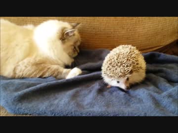 ハリネズミに驚く猫