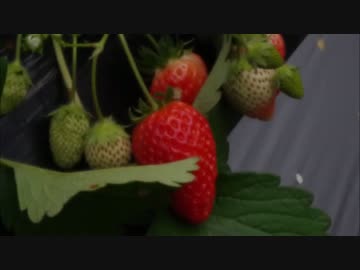 『新春！イチゴ狩りツーリングVer.6』を主催してみた