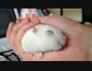 おねむのハムスターを寝かしつけてみる