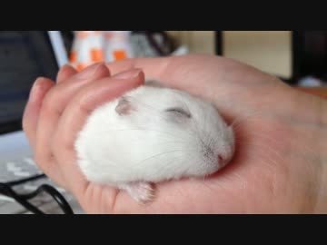 手の上で ハムスターを寝かしつけてみた 飼い主さんのテクニックでとろける姿に なついてるね いいな の声