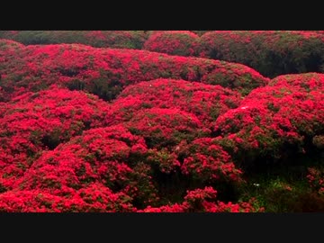 【旅】 ツツジ　【癒し】　20160409