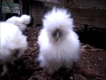 変なおじさんとこの　鶏さん１４８　うこぴなさんの庭散歩