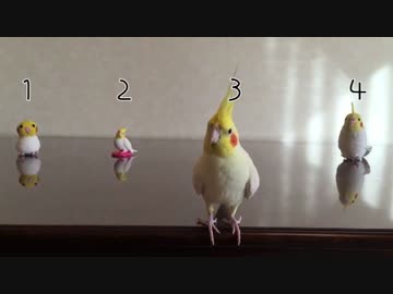 本物のオカメインコはどれだ？part2