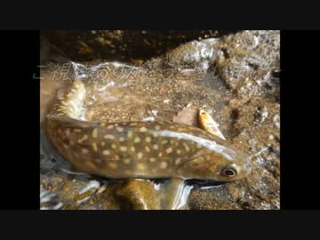 渓流釣りがしたくなって・・・岩魚の塩焼き編