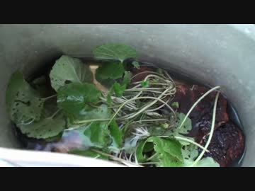 三年目狩猟生活（その６２）