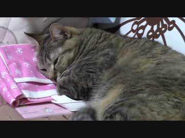 拾いねこ＠生後1391/1358日目　しかく