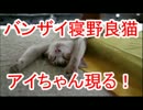 バンザイ寝野良猫アイちゃん現る！