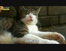 ゆったりサバシロ