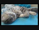 【ニコ生】 これはもふもふしている！ おもしろ可愛い猫 【ゴロゴロ】