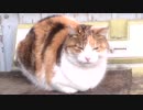 【ゆっくり怪談】猫の名前はコハク【怖い話】