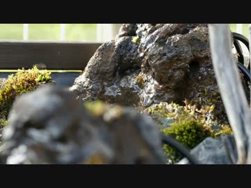 プラ舟で作る日本の清流 2016 作成編