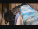 猫を保護しました【２日目】寝起き