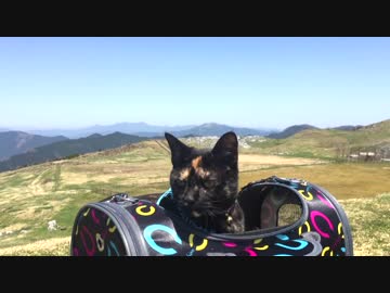 【猫旅】 あずきと四国カルスト　【癒し】