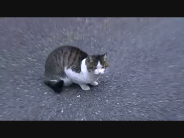 フギャアアをもって猫を制す