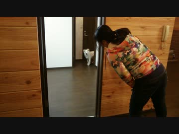 犬と遊ぼう