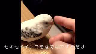 セキセイインコをなでなでするだけ