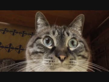 黒猫が家にやってきた！【その１】その時ジャンくんは？